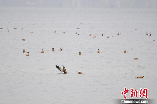 图为在纳帕海湿地栖息的候鸟?！×跞窖?摄