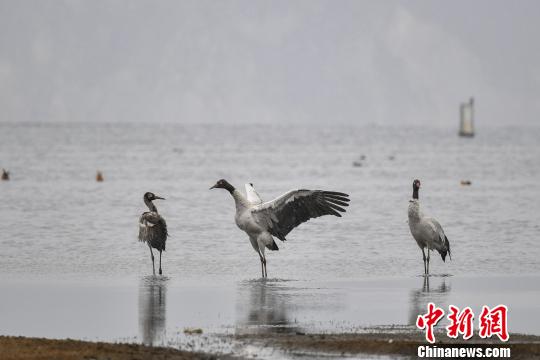 图为在纳帕海湿地栖息的黑颈鹤?！×跞窖?摄