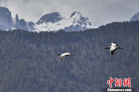 图为在纳帕海湿地上空飞翔的黑颈鹤?！×跞窖?摄