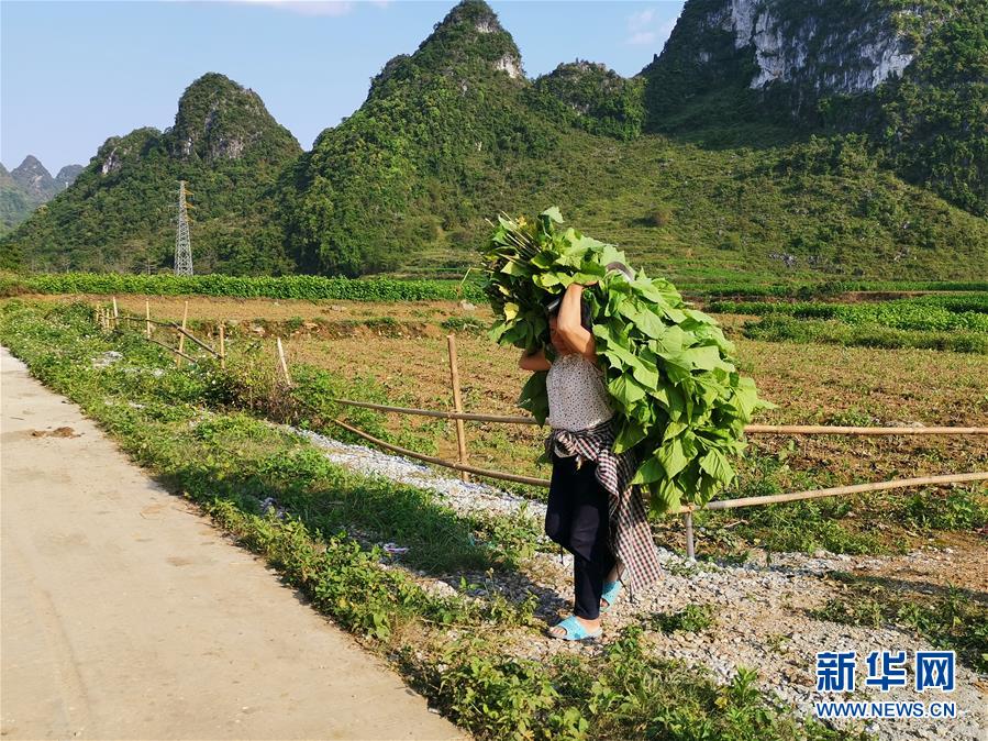 （决战决胜脱贫攻坚·图文互动）桑蚕织出“致富网”——桂西边境山村走访见闻