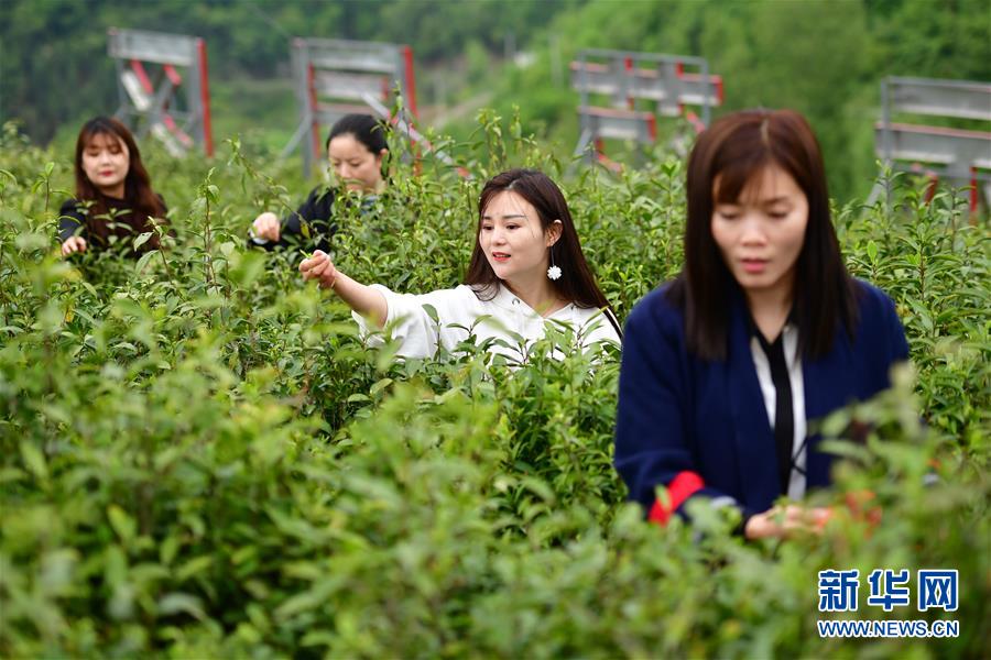 （走向我们的小康生活·图文互动）（4）绿了青山，红了日子——秦巴山区群众绘出小康“调色板”