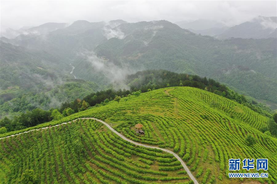 （走向我们的小康生活·图文互动）（8）绿了青山，红了日子——秦巴山区群众绘出小康“调色板”