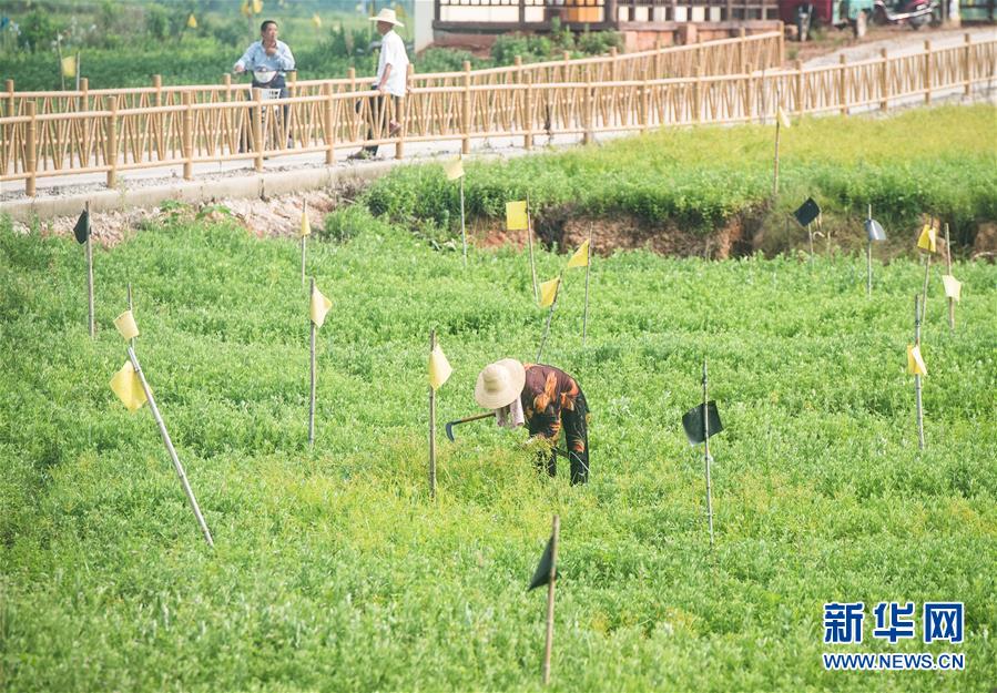 （新华全媒头条·走向我们的小康生活·图文互动）（9）特殊之年，荆楚大地书写不平凡的答卷