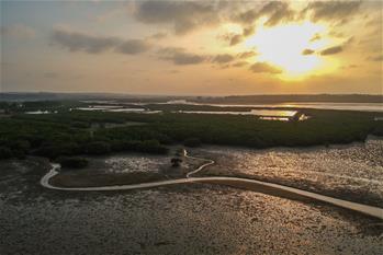 十年树木、红树成林——“海上森林”回归记