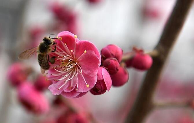 花开春意浓