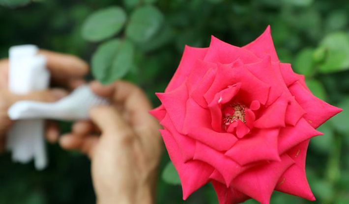 辽宁辽中：玫瑰种植富农家