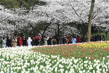 西子湖畔 鲜花烂漫