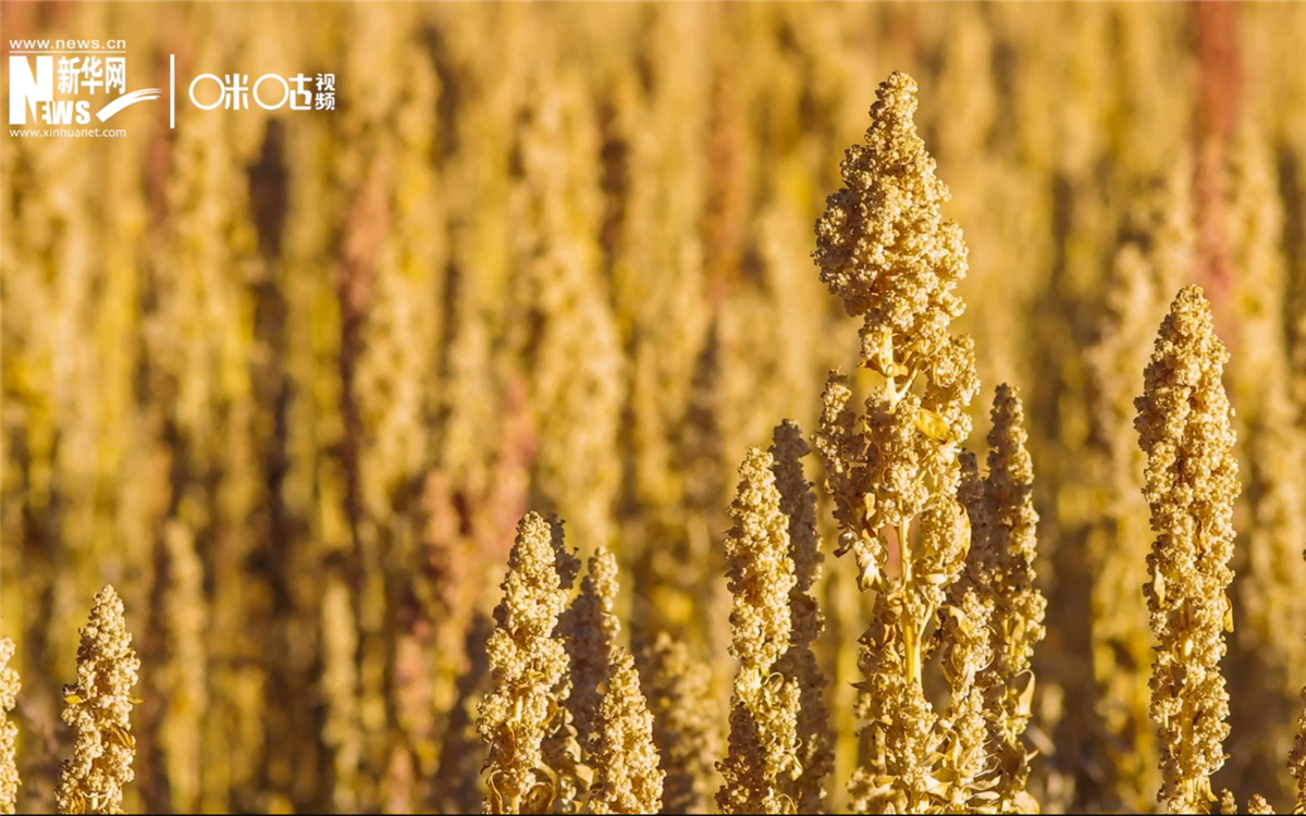 藜麦有极强的环境适应能力和低成本、高回报的种植模式