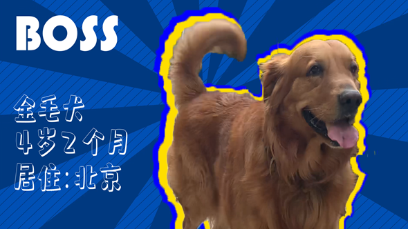 有效拴绳&科学遛狗——如何文明养犬？“捡屎官”们快看过来！