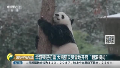 华盛顿迎初雪 大熊猫贝贝雪地开启“翻滚模式”